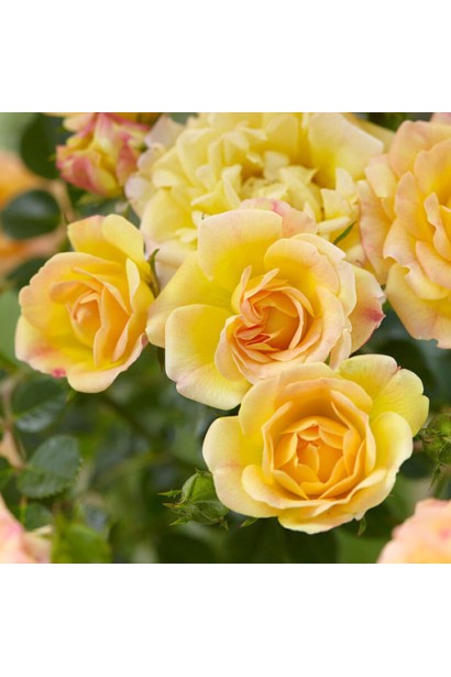 Жовті квіти штамбової троянди у садовому центрі.